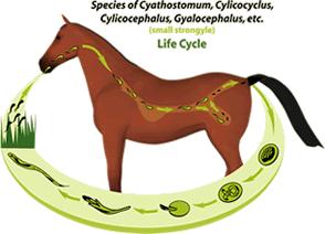 Parasites cont. SIGNS: Horses can have dangerous numbers of internal parasites while still look healthy.