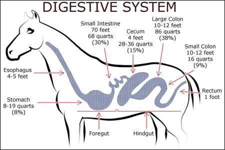 Digestive Tract: Mouth and Teeth Digestion begins, The upper lip gathers grass, teeth breakdown the feed so the horse can swallow (masticate) and digest it.