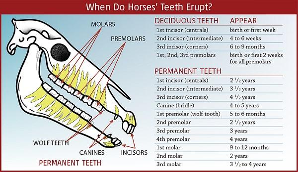 Teeth Telling Age of Horse: People have been determining the age of horses by the teeth for years. It is more accurate with younger horses, and, as the horses ages, it becomes more difficult.
