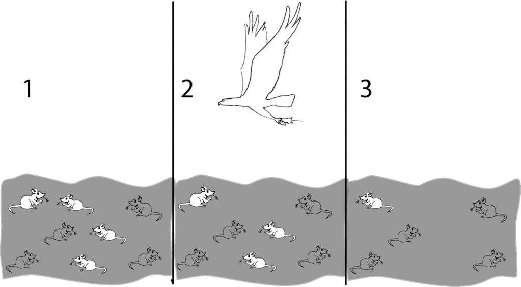 Evolution by Natural Selection 1 I. Mice Living in a Desert 1. What is happening in these figures? Describe how the population of mice is different in figure 3 compared to figure 1.