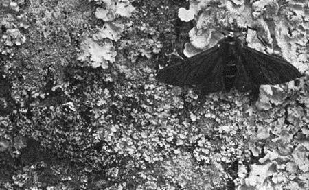 III. Natural Selection in Action The Peppered Moth These photos both show the two major forms of the peppered moth.