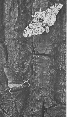 Can you find the black form of the peppered moth on the tree trunk that has been darkened by air pollution? Peppered moths are active at night.