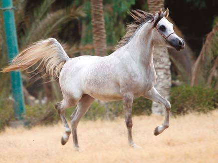 El Zahraa and the EAO: Straight Egyptian Arabian Horses that Wrote History from a Historic Location in Cairo When the Kedives Abbas Pasha and Ali Pasha Sherif started their collections of Arabian