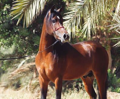 breeding of Arabian horses in their own country.