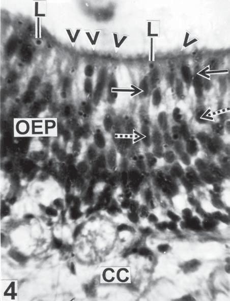 Higher magnification of SEM view of olfactory lamellae showing restricted area of sensory epithelium (SE) encircled by non-sensory epithelium (NSE); SEM 200.