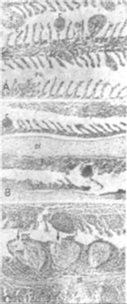 Gill pathology of carp fry Fig. 1. Cross section of gills of juvenile carps. A. Cirrhinus mrigala of pond-f. c, cysts at the tip of secondary lamellae; s, spores within the cysts.