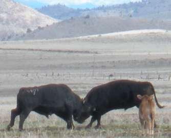 What are herd bulls accomplishing in multiple sire breeding pastures? D.