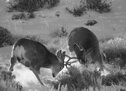 Utah Mule Deer Harvest 153 Photo by Becky Blankenship Although bucks of equal rank have serious fights, most sparring is more like a simple game to establish dominance.
