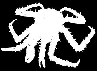Brown crab has started to come in and will be the cheaper alternative to the price concious buyer. Larger crab in general is in short supply. Snow Crab. Limited quantities available.