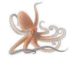 Octopus Octopus. Demand for octopus in the US is high.