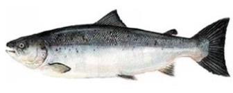 There is adequate supply to meet current demand. Prices should remain stable. Salmon Farmed Atlantic Salmon. Global supply continues to trend lower than earlier this year.