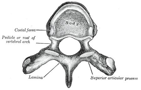 These articulations contribute to the shoulder being the human joint with the largest range of motion, while it is also the most complex joint in the human body (Marieb and Hoehn 2010).
