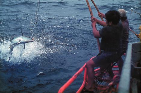 highlights Ocean and Climate Changes The catches of Pacific bluefin tuna and North Pacific albacore tuna have fluctuated considerably from year to year, but no upward or downward trends are apparent