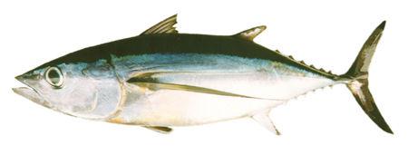 SUPPORTING INFORMATION (ALBACORE) Scope of this information brief 2 This information brief provides information on fisheries for albacore tuna.