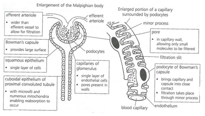 The Malpighian Body It consists of a double walled cup surrounding a network of capillaries. The cup is known as the Bowman's capsule while the capillary network is the glomerulus.