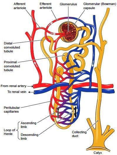 The capillaries reunite to form an efferent arteriole leaving the glomerulus. This has a narrower bore than the afferent arteriole has.