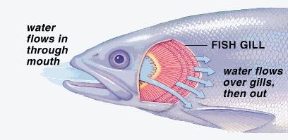 Fish Aquatic Fish have gills for gaseous exchange Gills consist of a large number of filaments and are richly supplied with blood capillaries Water flows into the mouth and over the gills