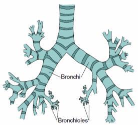 Inside the lung they divide into smaller branches called bronchiole Lined
