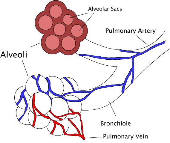 Bronchiole end in small air sacs called alveoli Gaseous exchange takes place in the alveoli The wall of the alveoli is thin and consists of a single layer of squamous epithelium.
