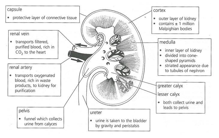 The Kidneys Macroscopic Structure Internal (macroscopic) structure of the kidney The