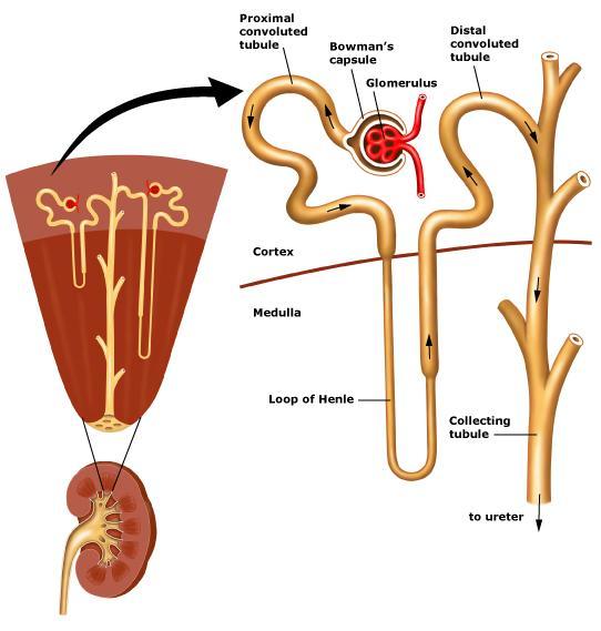 small tubes known as nephrons The nephrons are the structural and functional units of the