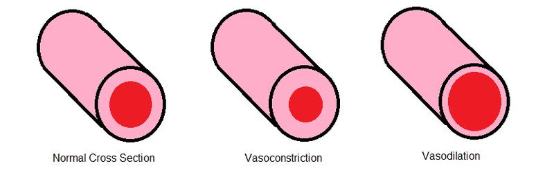 Blood Redistribution The body uses two mechanisms to control this Vascular Shunting.