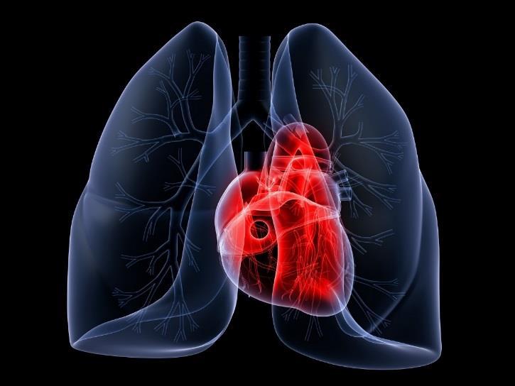Cardiovascular and respiratory System Responses by the