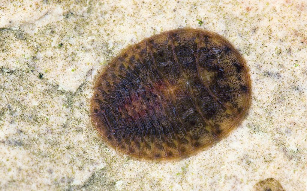 Water Penny Coleoptera POLLUTION SENSITIVE Identifying characteristics: (Larva) Flat and coppercolored like a penny; shaped like a small, upside-down saucer; segmented, hard plate conceals head and
