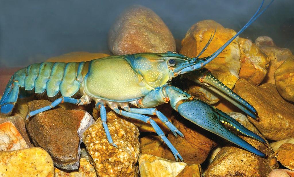 Crayfish Decapoda SOMEWHAT TOLERANT Identifying characteristics: (Adult) Body protected by hard plates; ten legs (first three pairs are pincerlike at their ends,