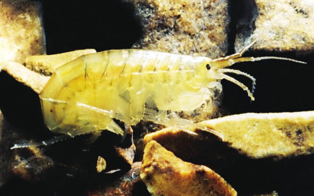 Scud Amphipoda Identifying characteristics: (Adult) Generally white to gray in color, moves quickly, swims sideways, many appendages on abdomen, many think it resembles a shrimp Habitat: Scuds occur