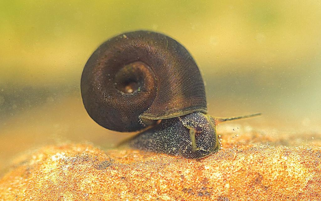 Other Snails Gastropoda Identifying characteristics: (Adult) Shell is flat, coiled and in one plane; not conelike in shape POLLUTION TOLERANT Habitat: Snails are found in a variety of shallow-water
