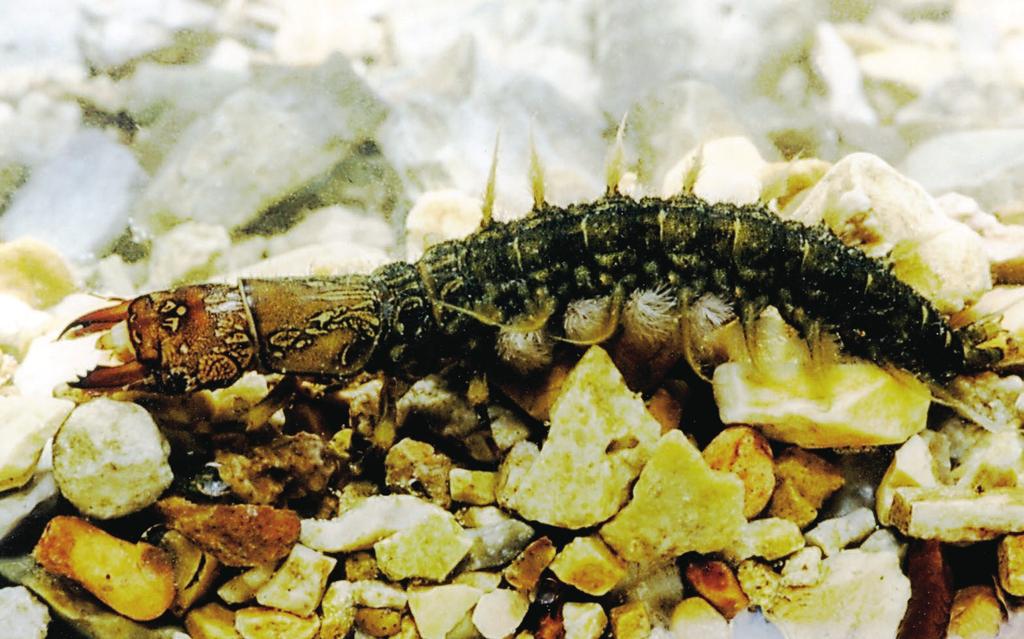 Hellgrammite/Dobsonfly Megaloptera Identifying characteristics: (Larva) Up to 4 inches long, hairlike gills under abdominal lateral filaments that look like dirty cotton, large mandibles Habitat: