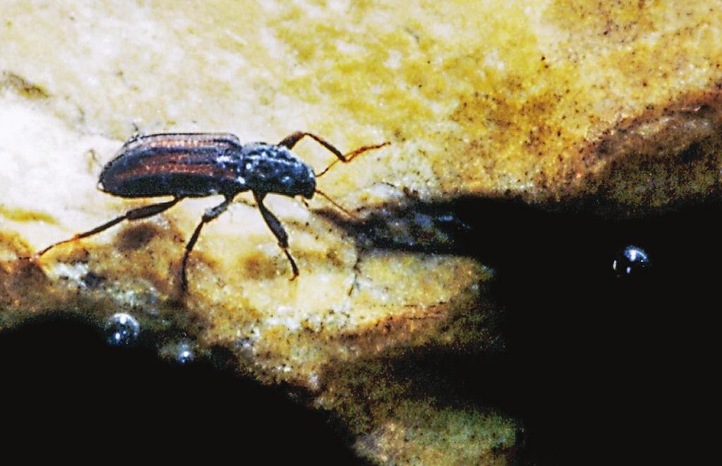 Adult Riffle Beetle Coleoptera Larva POLLUTION SENSITIVE Identifying characteristics: (Adult) Tiny, six-legged beetle; crawls slowly on the bottom.