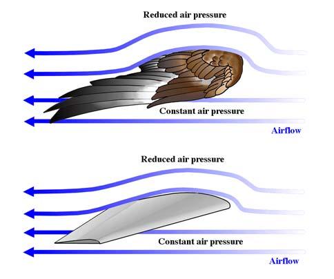 The Wing The pictures below show a side view of a bird s and an airplane s wing. They are also similar to: or blades.