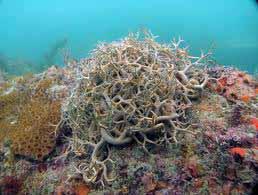 balled up on the reef during The day Basket Star has