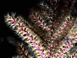 Coral polyps come out