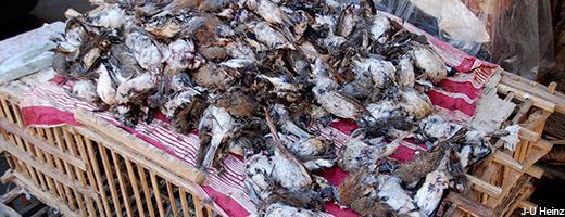 Slaughter of migratory birds on the shores of Egypt Millions of birds killed every year