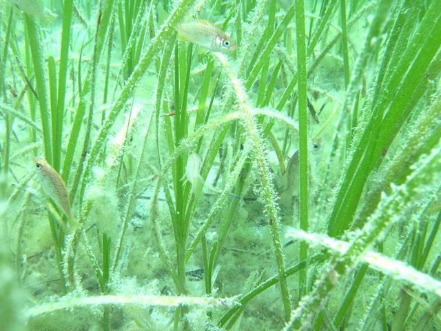 Background 1 Seagrass Highly productive