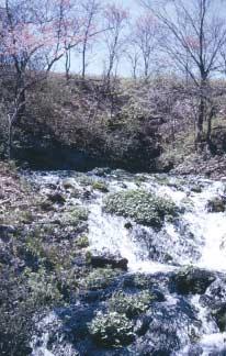 Sauble Spring in Chase County is one of the sources of Cedar Creek. two first order streams join, and a third order stream is formed by the joining of two second order streams, and so on.