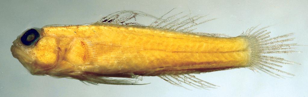 Figure 2. Sueviota pyrios, preserved holotype, BPBM 13361, 16.5 mm SL, Eilat, Gulf of Aqaba (D.W. Greenfield).
