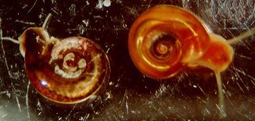 Resistant (BS-9) Susceptible (NMRI) A genetic basis exits for the susceptibility of the snail B.glabrata to S. mansoni infection.