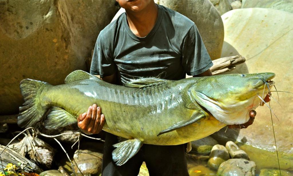 Muturo or Jau- Order: Siluriformes Family: Genus: Zungaro Species: zungaro Binomial name: Zungaro zungaro Characteristics: This giant catfish can be caught in two color phases; petroleum green or