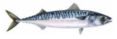 European ket Observatory for Fisheries and Aquaculture Products MONTHLY HIGHLIGHTS NO. 9/216 1.2.2. MACKEREL Mackerel can be found in the North Atlantic Ocean and the Mediterranean and Black seas.