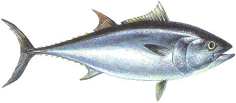 Math 122 Fall 28 Recitation Handout 16: Taylor Series and the Atlantic Bluefin Tuna The giant bluefin tuna (Thunnus thynnus) is the largest bony fish known to science.