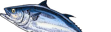 Draft Supplemental Environmental Assessment for the 2013 Atlantic Bluefin Tuna Quota Specifications Supplements the
