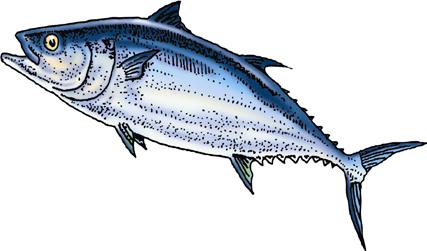 Supplemental Environmental Assessment for the 2013 Atlantic Bluefin Tuna Quota Specifications Supplements the EA/RIR/Final Regulatory Flexibility Analysis (FRFA) for the Atlantic Bluefin Tuna Quotas