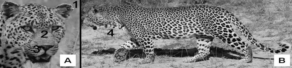 Age and sex-based hunting regulations Respondents better at sexing leopards (69%) rather than allocating age (48%) 90% of males 4-6 and >7 years old aged correctly Ear condition and