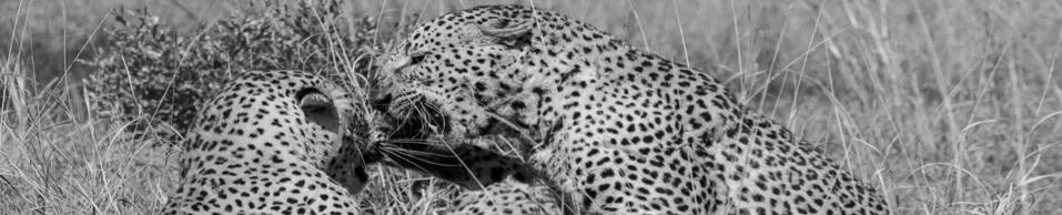 Sensitivity of leopards to trophy