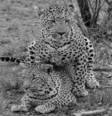 Phinda (270 km2) reserve led to: Mating