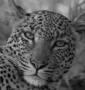Susceptibility of leopards to trophy hunting Male and female leopards